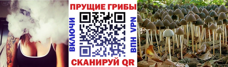 Псилоцибиновые грибы ЛСД  Купить где  Муром 